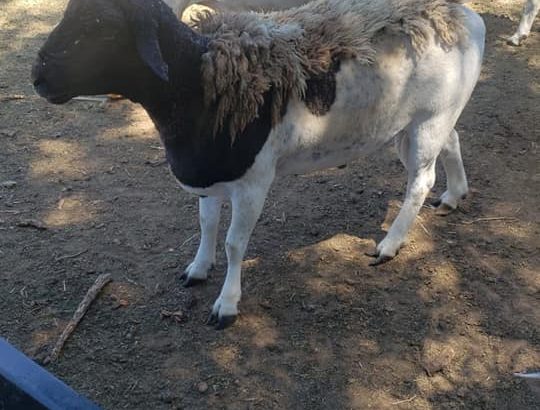 Dorper sheep supplier