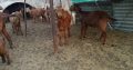 Boer and Kalahari goats for sale