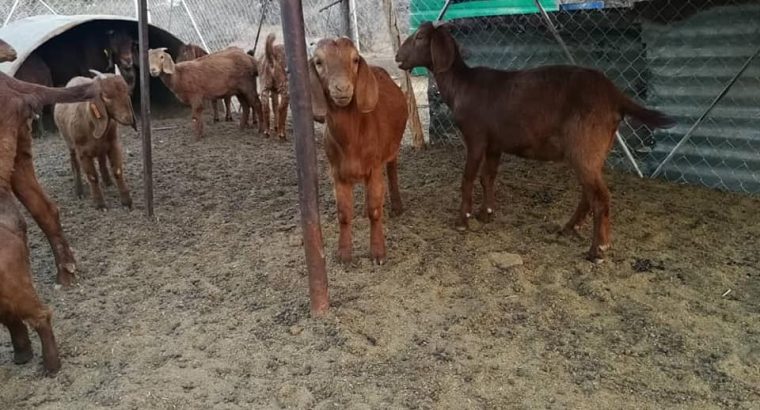 Boer and Kalahari goats for sale