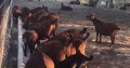 Kalahari goats suppliers