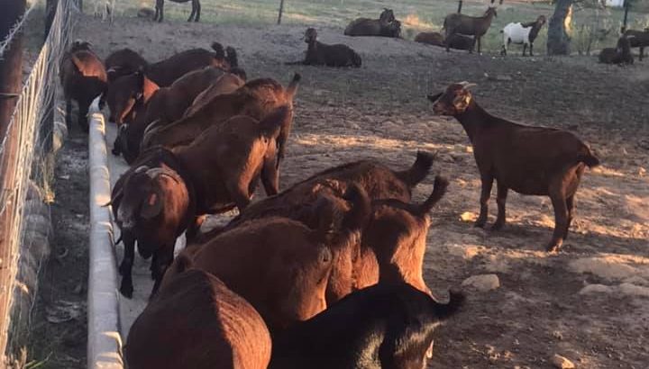 Kalahari goats suppliers