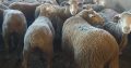 Merino sheep supplier