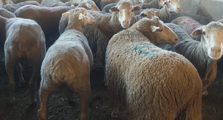 Merino sheep supplier