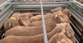 Healthy Merino sheep