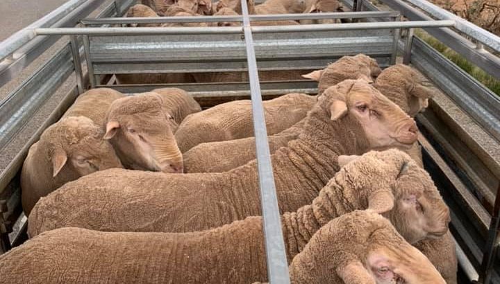 Healthy Merino sheep