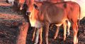 Brahman Cattle and Calves online