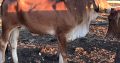 Brahman Cattle and Calves for sale