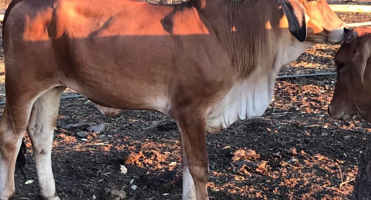 Brahman Cattle and Calves for sale