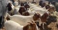 Boer and Kalahari goats for sale