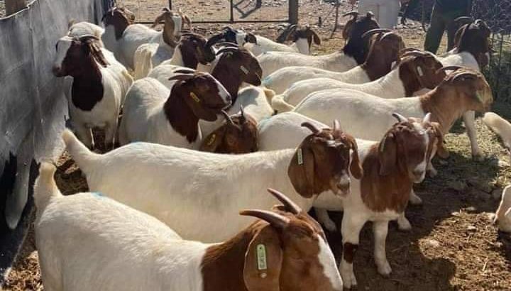 Boer and Kalahari goats for sale