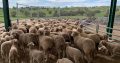 Merino sheep South Africa