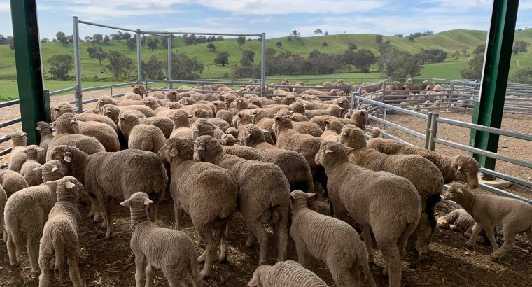 Merino sheep South Africa