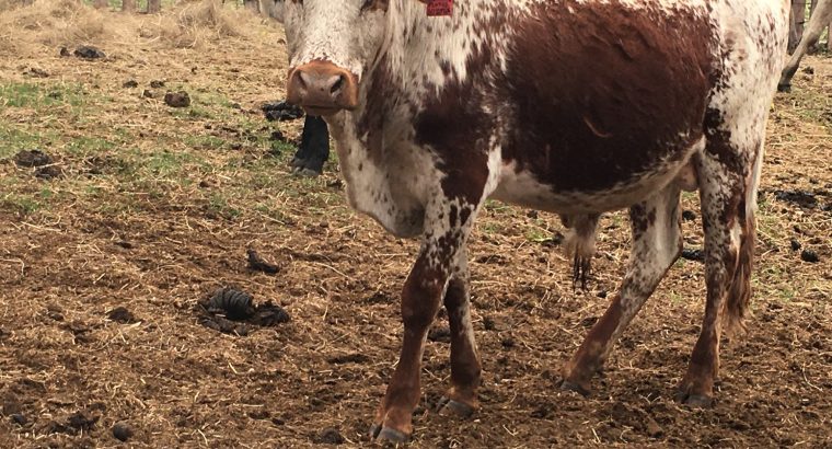 Nguni Cattle Eastern Cape