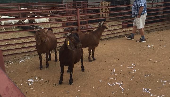 Boer and Kalahari goats South Africa