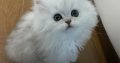 Persian Kittens Available