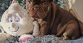 Tiny Paws Big Personalities Adorable French Bulldog Puppies