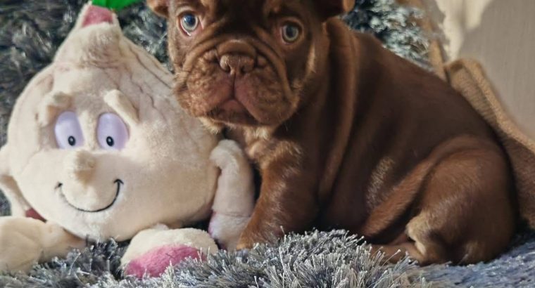 Tiny Paws Big Personalities Adorable French Bulldog Puppies