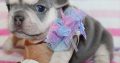Tiny Paws Big Personalities Adorable French Bulldog Puppies