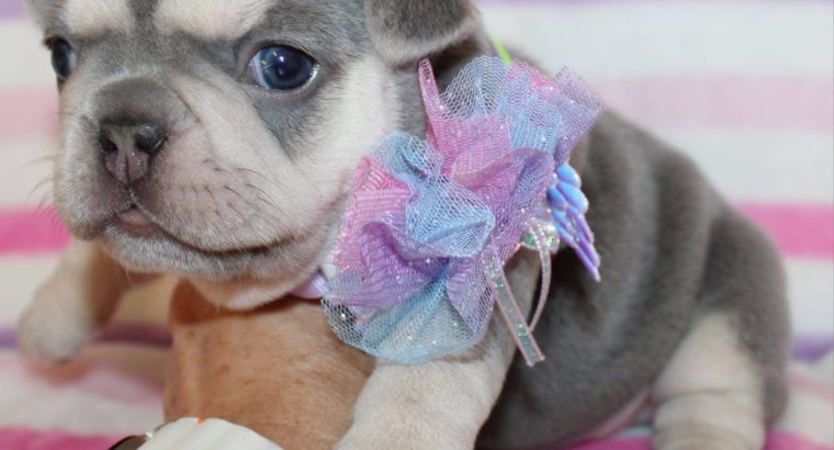 Tiny Paws Big Personalities Adorable French Bulldog Puppies