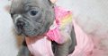 Tiny Paws Big Personalities Adorable French Bulldog Puppies