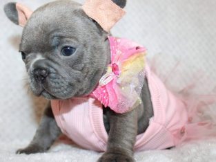 Tiny Paws Big Personalities Adorable French Bulldog Puppies