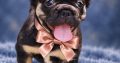Tiny Paws Big Personalities Adorable French Bulldog Puppies