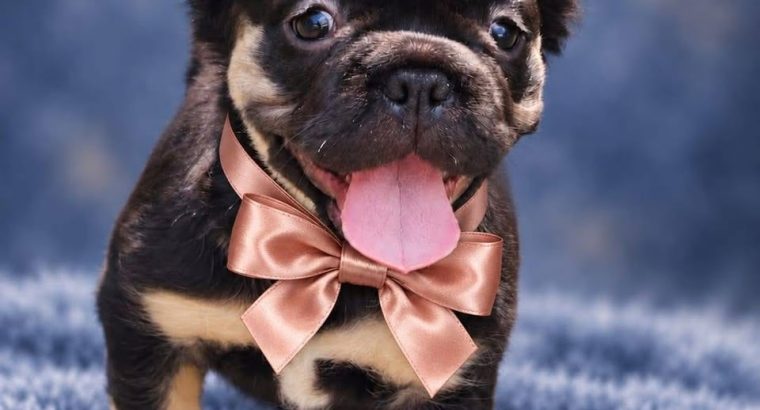 Tiny Paws Big Personalities Adorable French Bulldog Puppies
