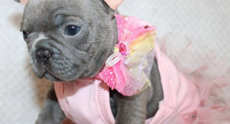 Tiny Paws Big Personalities Adorable French Bulldog Puppies